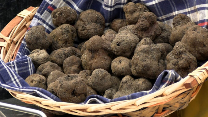 Tuber Fest: gusto e musica nel cuore di Cascia