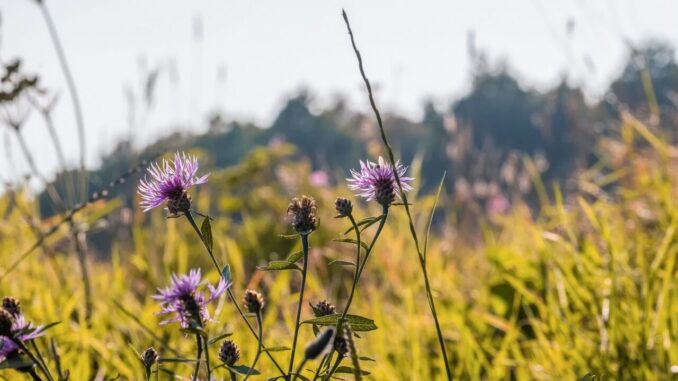 Tradizione e natura alla Festa delle Erbe Dimenticate