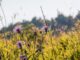 Tradizione e natura alla Festa delle Erbe Dimenticate