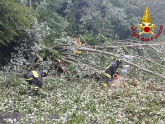 Albero cade su un’auto a Terni, nessun ferito
