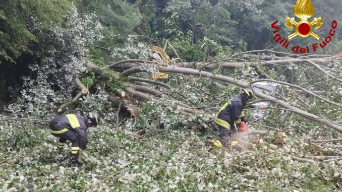 Albero cade su un’auto a Terni, nessun ferito