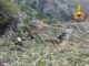 Albero cade su un’auto a Terni, nessun ferito